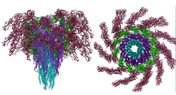 hiFLC forming stable filaments 